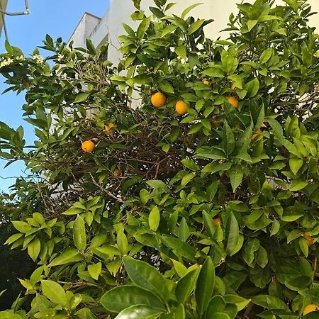 Stefani Retro Luxury Chalkís